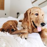 Profile Picture of Camper & Honey Bee Johns (@camperandhoney) on Instagram