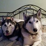 Profile Picture of Steve Ballew (@catbaloo59) on Instagram