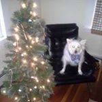 Profile Picture of Brian Graning (@briangraning) on Instagram