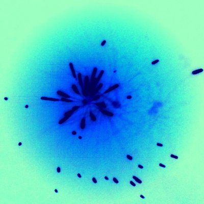Profile Picture of Anthea Paul (@PaulAnthea) on Twitter