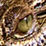 Profile Picture of Jameson  Saai (@jameson saai) on Flickr