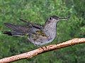 Profile Picture of Curve-winged sabrewingon Wikipedia