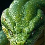 Profile Picture of Scottish C Cobra (@Scottish-C-Cobra) on Facebook