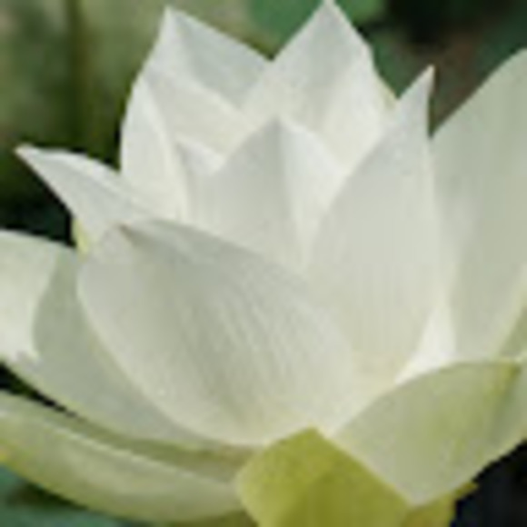 Profile Picture of Vivien Merryfield (@vmerryfield) on Poshmark