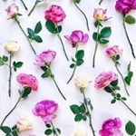 Profile Picture of آزاده شیرازی (@azadeh_shirazi93) on Instagram
