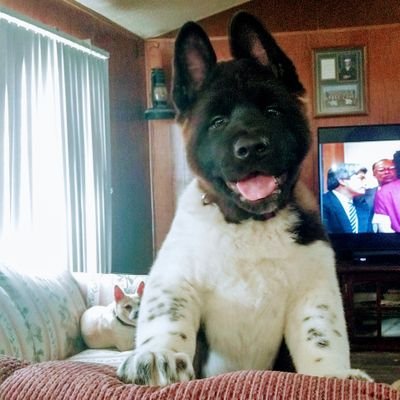 Profile Picture of Kim Bowser (@bowser_kim) on Twitter