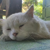 Profile Picture of Clenth Andrew Feliciano (@clenthandrewfeliciano5761) on Youtube