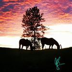 Profile Picture of Jessica Randolph (@cowgirltuff42) on Instagram