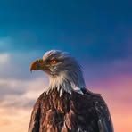 Profile Picture of Louage Aigles (@Louage-Aigles) on Facebook