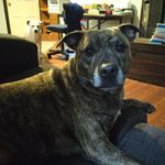 Profile Picture of red_rex (@etheredgedamien) on Instagram