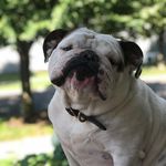 Profile Picture of Greg Boner,bones, Bonedog (@therealpapaboner) on Instagram