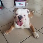 Profile Picture of Lord Winston (@winstonramirezbulldog) on Instagram