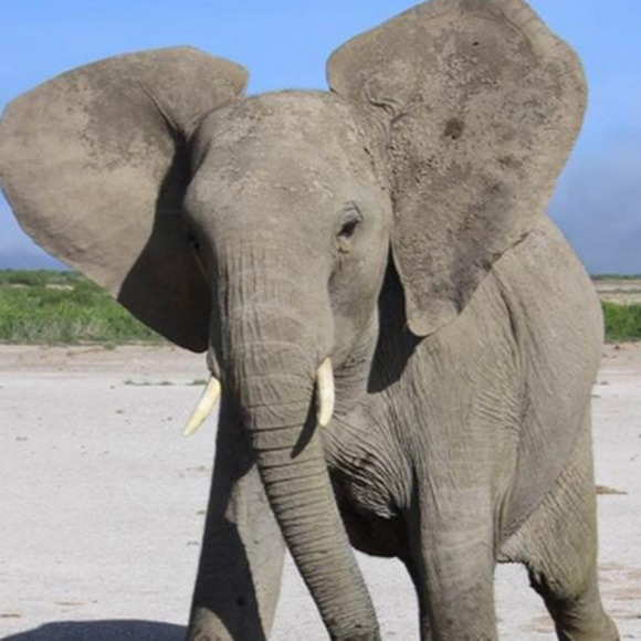 Profile Picture of Emily Whitelock (@elephant_15) on Poshmark