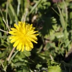 Profile Picture of Millie Evans (@Millie-Evans) on Facebook