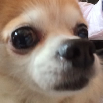 Profile Picture of コルボ (@DanWallTower) on Twitter