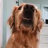Profile Picture of Jeffy (@jeffreythegolden) on Tiktok