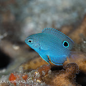 Profile Picture of Ian Farrar (@ianpfarrar) on Youtube