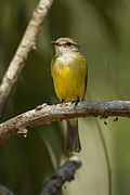 Profile Picture of Lemon-bellied flyrobinon Wikipedia