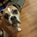 Tiffany Victoria - Instagram Profile Picture of Tiffany Victoria (@shultz1339) on Instagram