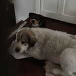 Profile Picture of Jackie Chandler (@boston2dogs) on Instagram
