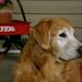 Profile Picture of Carolyn Bryant Carmack (@carolb1967) on Pinterest