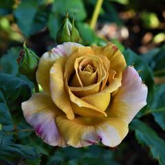 Profile Picture of paulhuxley478 (@paulhuxley478) on Tiktok