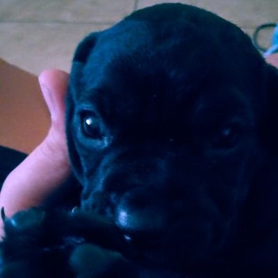 Profile Picture of David Reynosa (@David30164367) on Twitter