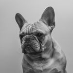 Profile Picture of Frederick Archibald Ryan (@frederick_the_frenchie) on Instagram