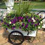 Profile Picture of Carolyn Parsons (@indigolady20) on Instagram