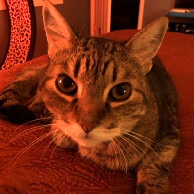 Profile Picture of Robert Vreeland (@zwombat) on Twitter