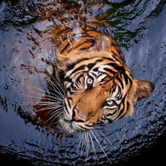 Profile Picture of Sydora Handberry (@lovelee316) on Poshmark