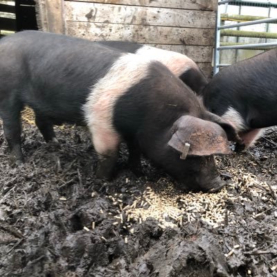 Profile Picture of Andrew Stainer (@ourhappypigs) on Twitter