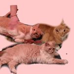 Profile Picture of Mac, Simba, and Clementine 🐈 (@the_dreamsicle_crew) on Instagram