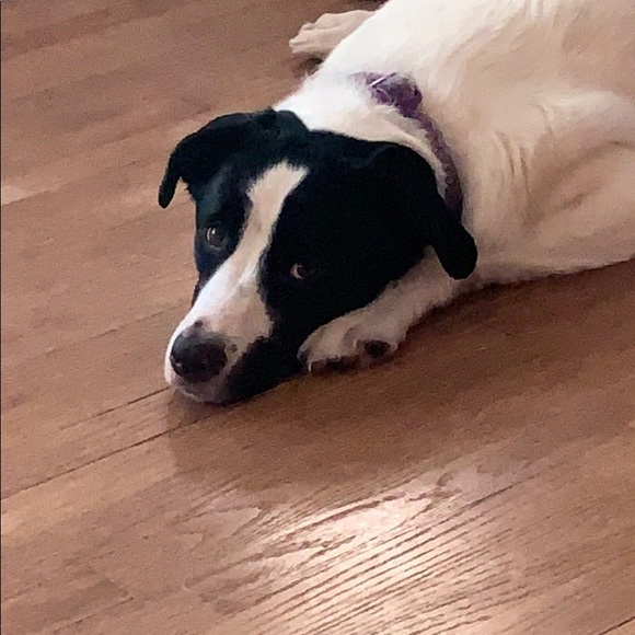 Profile Picture of Leighanne Joseph (@leighannejoseph) on Poshmark