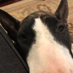 David Zink Is One Sexy Mf 💦 - Instagram Profile Picture of David Zink Is One Sexy Mf 💦 (@jakexxevans) on Instagram