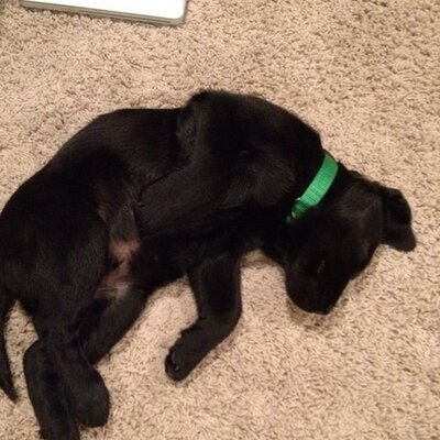 Profile Picture of Thomas Hempel (@gobyshark) on Twitter