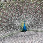 Profile Picture of Jason De Brabander (@jasondebrabander) on Instagram