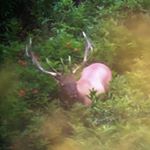 Profile Picture of Matthew (@always_in_the_pines) on Instagram