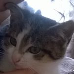 Profile Picture of ClaudiaMichalak (@bgirlkitten) on Instagram