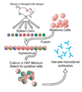 Profile Picture of Monoclonal antibody - Wikipediaon Wikipedia