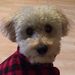 Profile Picture of Bianca McGivern Boettcher (@biancajoi) on Pinterest