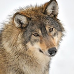 Profile Picture of Christopher Parker (@forever wolf) on Flickr