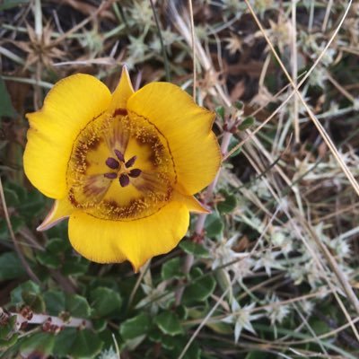 Profile Picture of Heather Schneider (@plant_rescuer) on Twitter