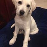 Profile Picture of Josh Schwab (@josh.schwab.35) on Instagram