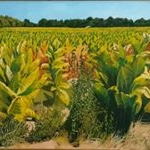 Profile Picture of Brian Bailey (@buckeyeartist) on Instagram