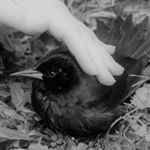 Profile Picture of Ave Autómata (@ave.automata) on Instagram