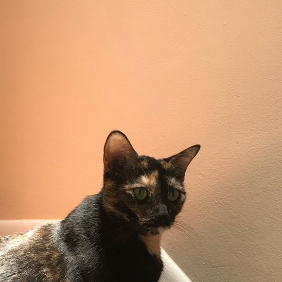 Profile Picture of Alexandra Varona (@ahhlex00) on Poshmark