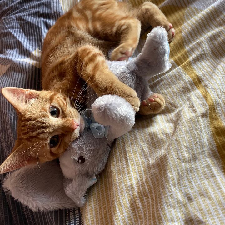 Danielle Seeley - Tiktok Profile Picture of Danielle Seeley (@@dandan17red) on Tiktok