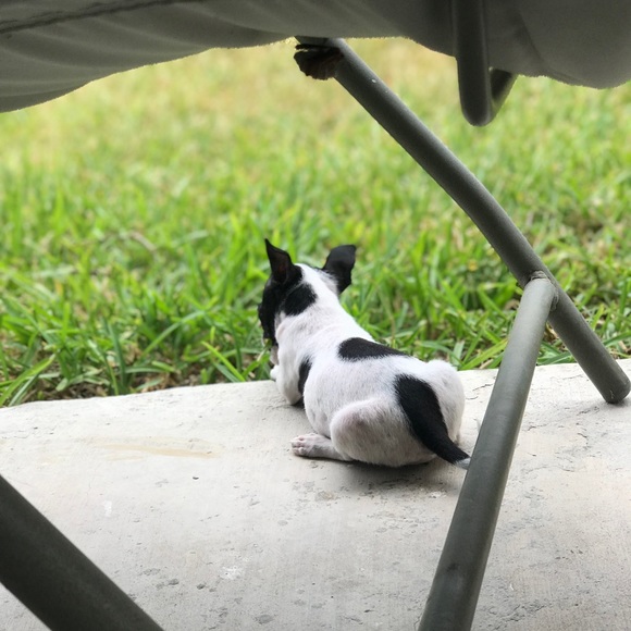 Profile Picture of Aixa Carrisalez (@aixarenae1) on Poshmark