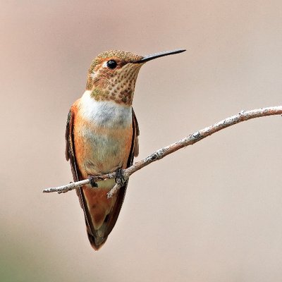 Profile Picture of Michael John Balog (@Hogbats) on Twitter